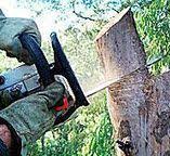 Best Hazardous Tree Removal  in Columbia City, IN