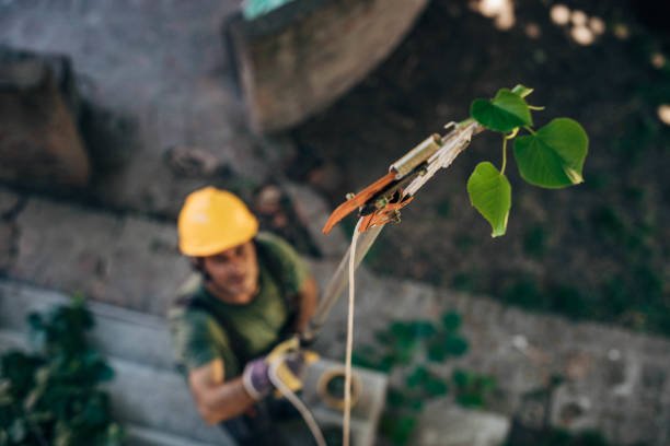 Best Tree Trimming and Pruning  in Columbia City, IN