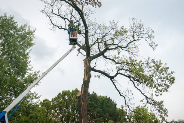 Best Palm Tree Trimming  in Columbia City, IN